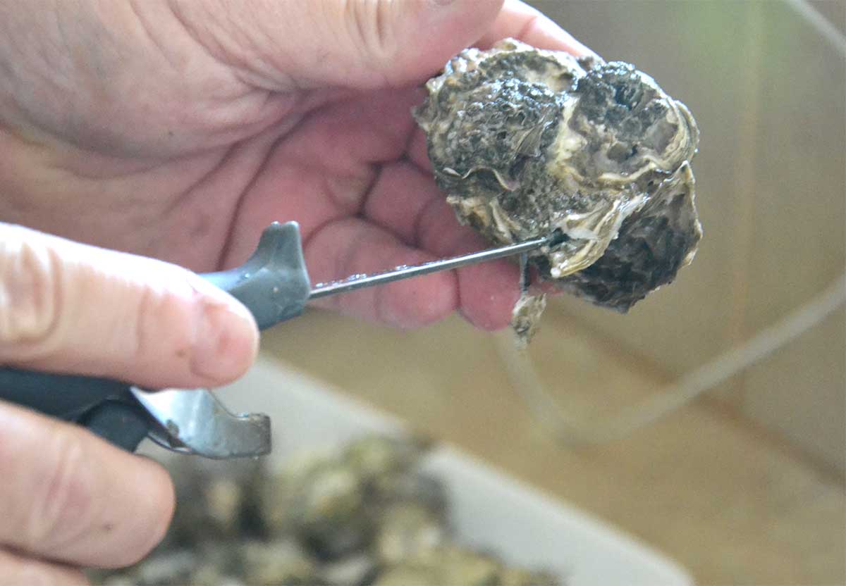 oyster knife pointing at hinge of an oyster.