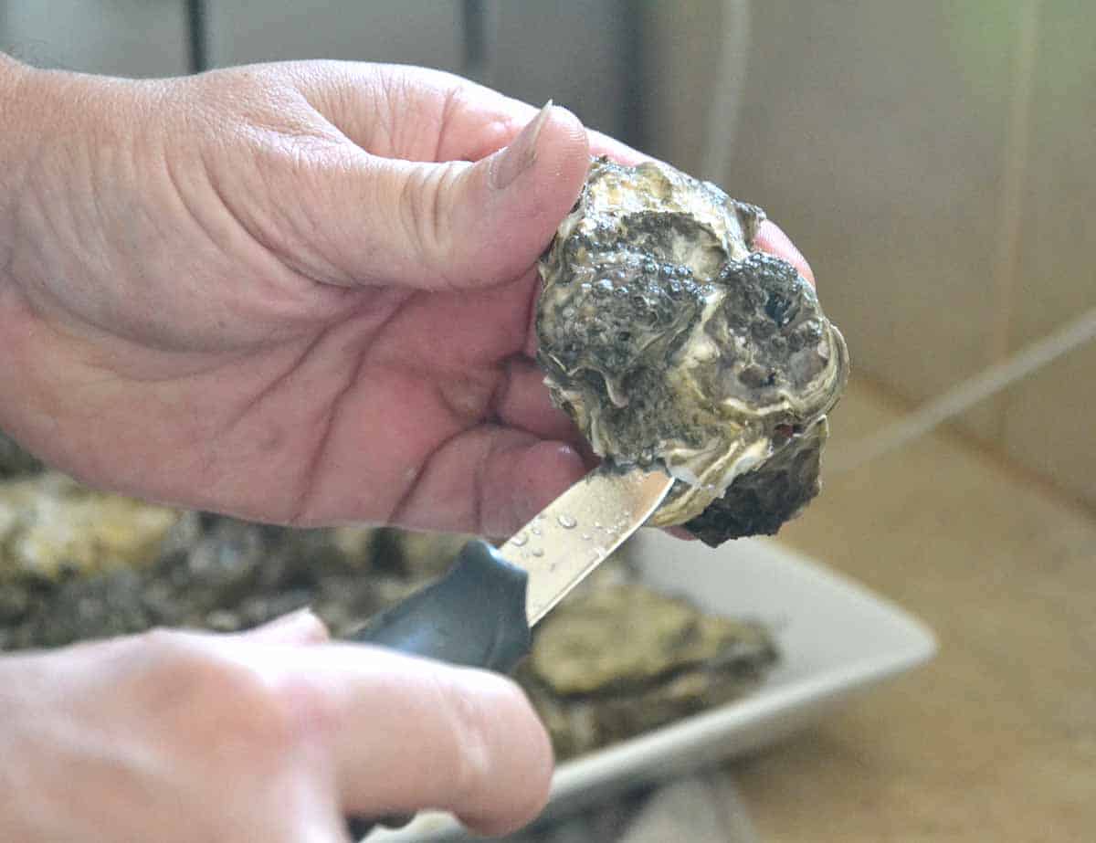 oyster knife inserted into oyster.
