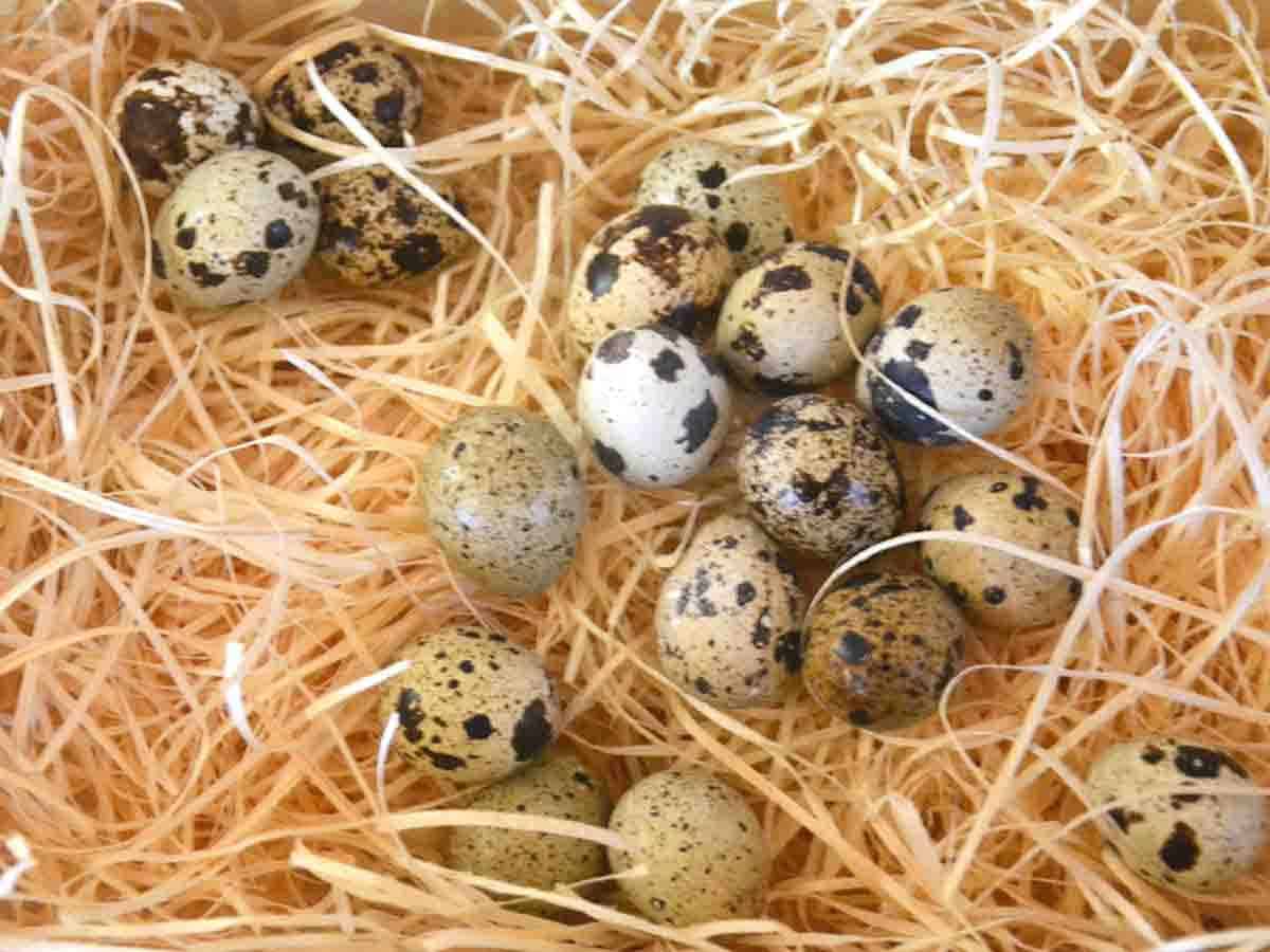 quail eggs on some straw.