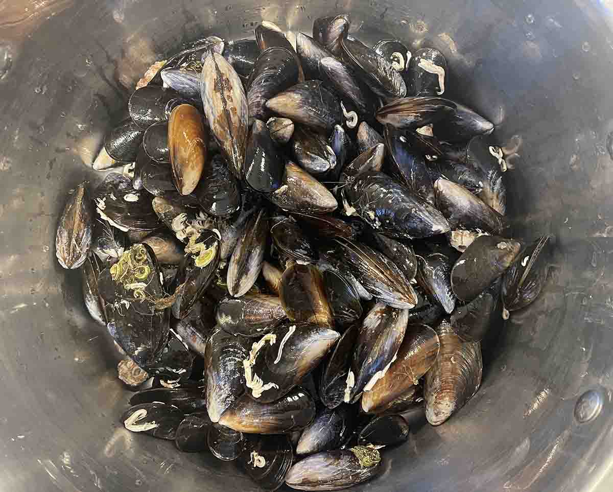 cleaned mussels in a pot.